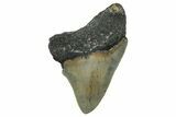 Serrated, Juvenile Megalodon Tooth - North Carolina #342208-1